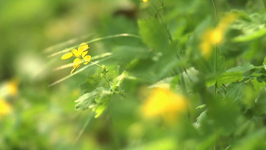 春天树林野花视频