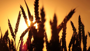 日落时小麦的轮廓16秒视频