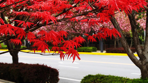 红色枫叶和樱花人行道街景10秒视频