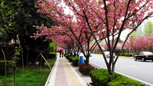  一对年轻夫妇沿着人行道边上的樱花风景散步10秒视频