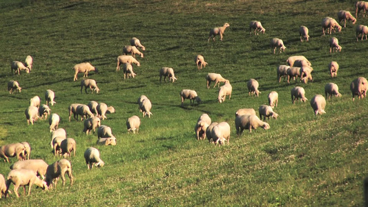 羊群在牧场上吃草[畜群]视频
