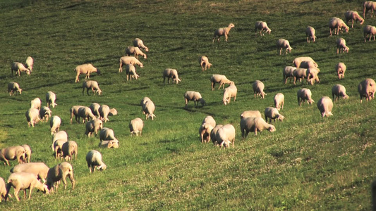 草地上的羊群视频