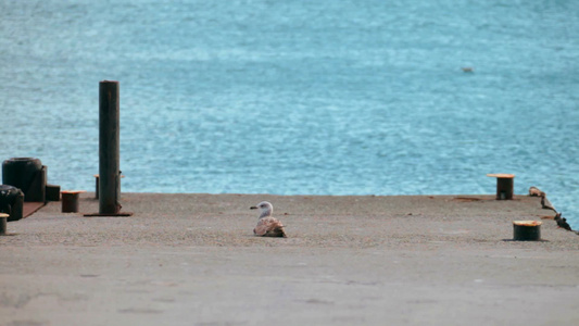 海鸥坐在海边的一个码头上视频