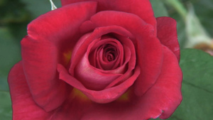 红色玫瑰花13秒视频