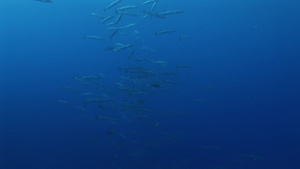 深海中的鱼群26秒视频