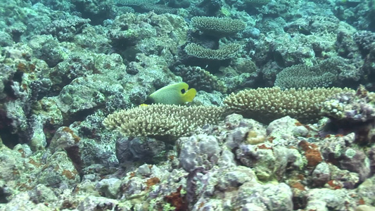 在珊瑚礁里穿梭的热带鱼视频