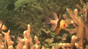 水族馆的游鱼和珊瑚23秒视频