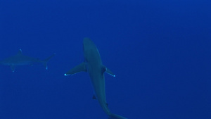 海洋里游行的银尖鲨21秒视频