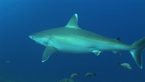 深海里的银尖鲨6秒视频