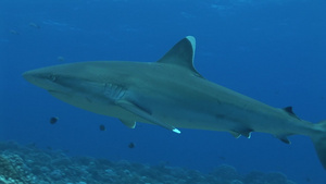 海底游动的鲨鱼8秒视频