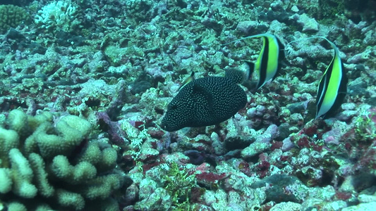 深海里的石斑鱼视频