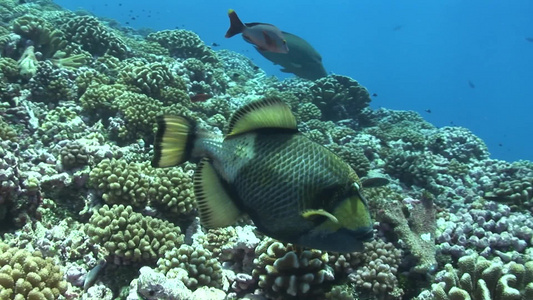 珊瑚上的鱼群视频