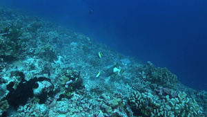 海底浮潜鱼群珊瑚礁实拍31秒视频