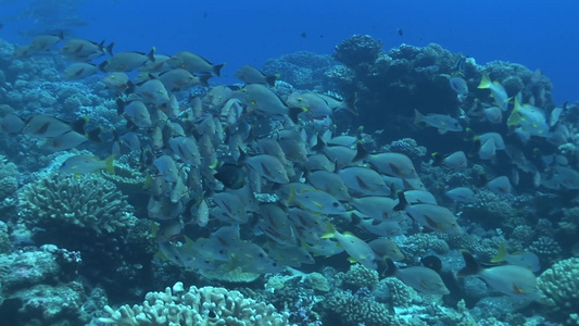 海底的珊瑚礁和鱼群视频