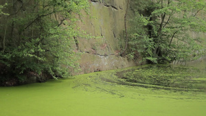 长满绿色苔藓的湖水9秒视频