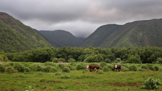 夏威夷风景优美的山谷里的牛[风景迷人]视频