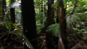 缓慢地穿过夏威夷郁郁葱葱的热带雨林20秒视频