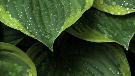 雨水打落在绿色的叶子上视频