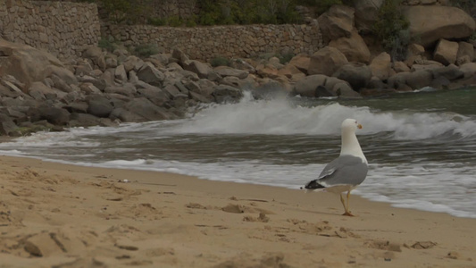海岸上的海鸥视频
