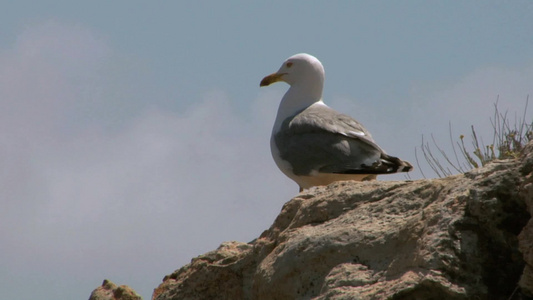 岩石上的海鸥视频