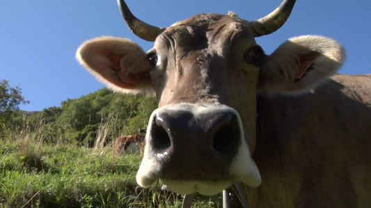牧场里吃草的牛镜头特写视频
