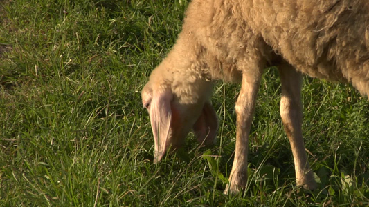 绵羊在田地里吃草[佃户]视频