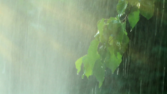 夏季大雨在给果园里的树叶冲洗干净视频