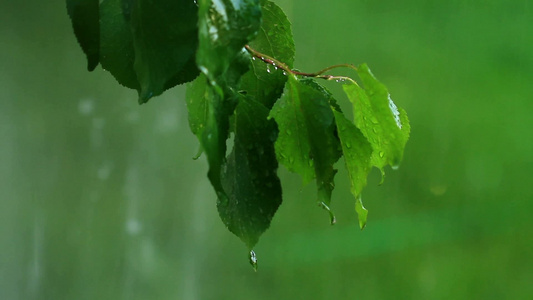 雨滴打在绿叶子上视频