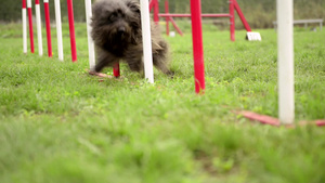 宠物狗在做障碍赛练习17秒视频
