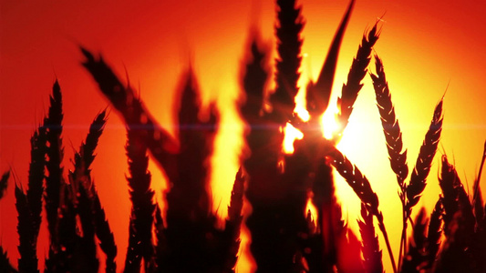 日落时小麦的轮廓[黄昏时候]视频
