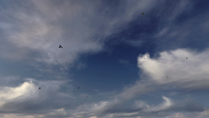 鸽子在多云的蓝天上飞行18秒视频