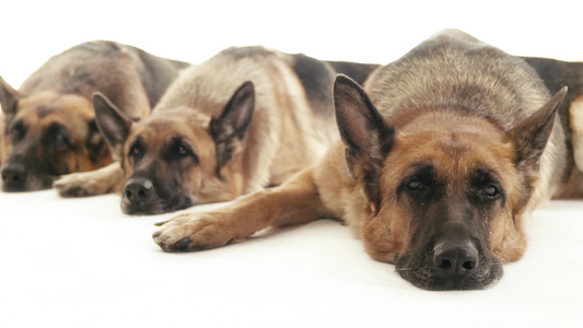 三只纯种的德国牧羊犬躺在地板上视频