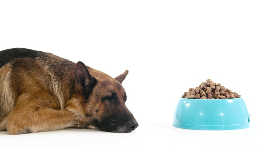 沮丧的德国牧羊犬对食物没有食欲视频