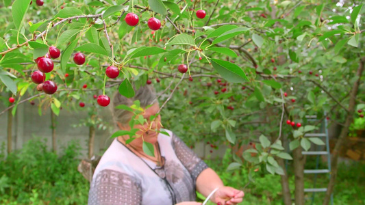 中年妇女在果园里摘樱桃车厘子视频