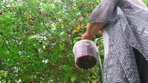 在果园里摘樱桃的老人10秒视频