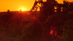 日落下的一排排葡萄拍摄14秒视频