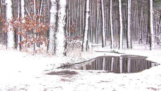 雪林的冬季景观视频