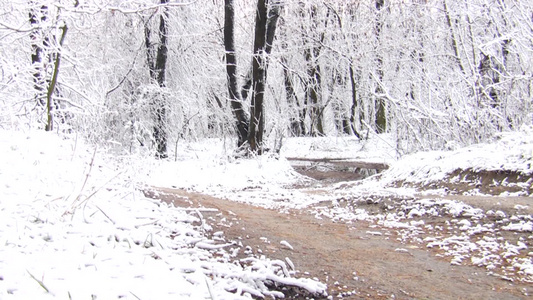 雪林的冬季景观视频