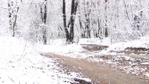 雪林的冬季景观11秒视频