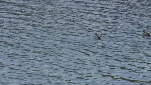 在湖面上游泳的鸭子视频