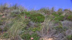 葡萄牙大西洋海岸草地的植被8秒视频