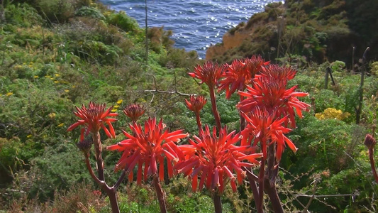 葡萄牙海湾山坡生长的植物视频