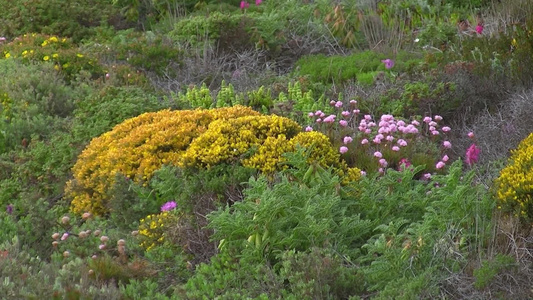 草地上生长的各色各样的花朵[绿茵茵]视频