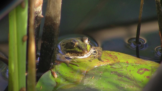 芦苇丛中的青蛙视频