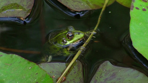 湖面浮动的青蛙12秒视频