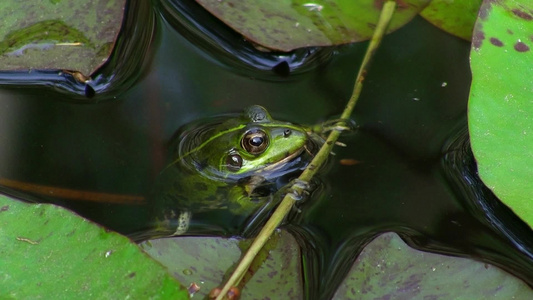 一只青蛙安静地地浮在池塘里地荷叶边视频