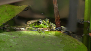 一只青蛙静静地趴在荷叶边休息并观察着周围24秒视频