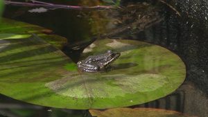 一只青蛙趴在荷叶上一动不动16秒视频