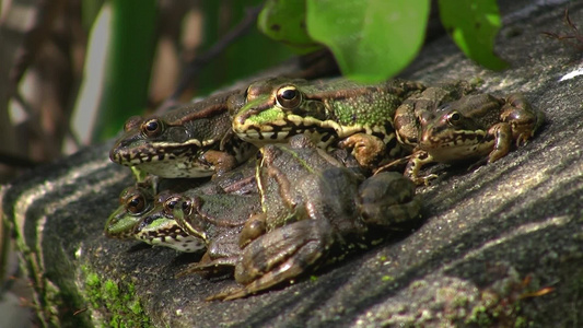 几只青蛙在一块石头上休息视频