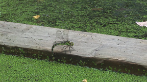 一只蜻蜓落在河里的木板上19秒视频